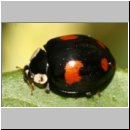 Harmonia axyridis - Asiatischer Marienkaefer 16.jpg